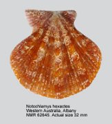 Notochlamys hexactes (2)